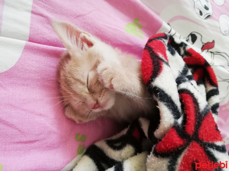 Sarman, Kedi  Fıtık fotoğrafı