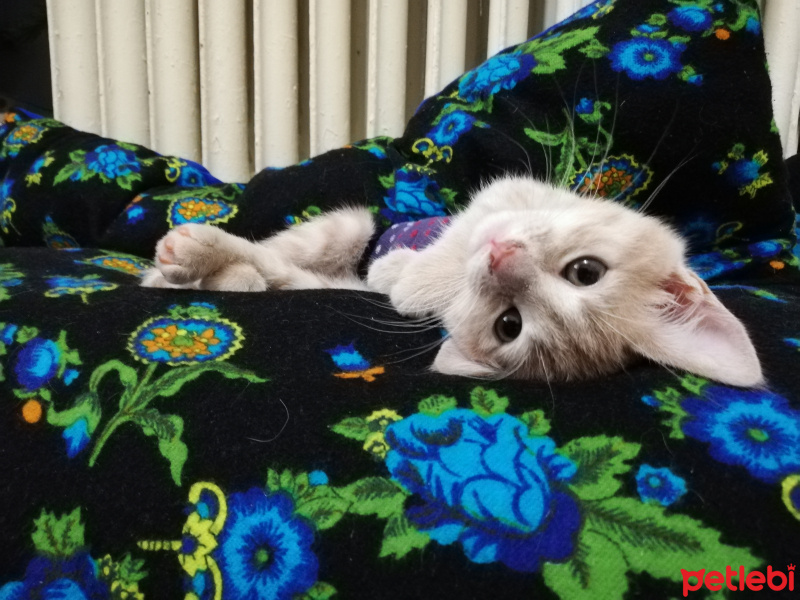 Sarman, Kedi  Fıtık fotoğrafı