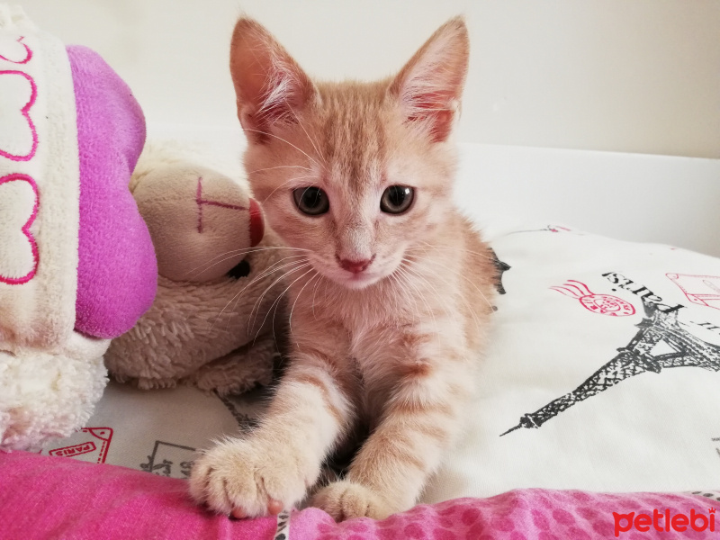 Sarman, Kedi  Fıtık fotoğrafı