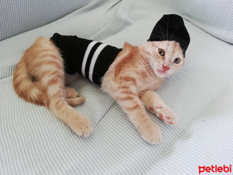 Sarman, Kedi  Fıtık fotoğrafı