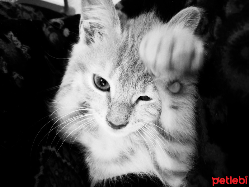 Sarman, Kedi  Fıtık fotoğrafı