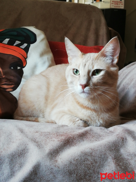 Sarman, Kedi  Fıtık fotoğrafı