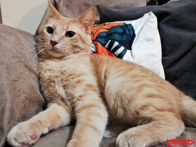 Sarman, Kedi  Fıtık fotoğrafı