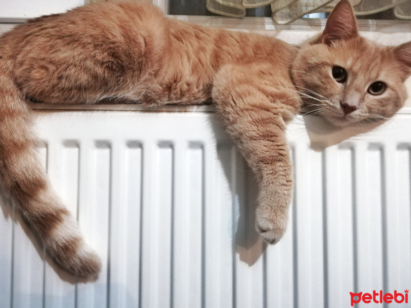Sarman, Kedi  Fıtık fotoğrafı