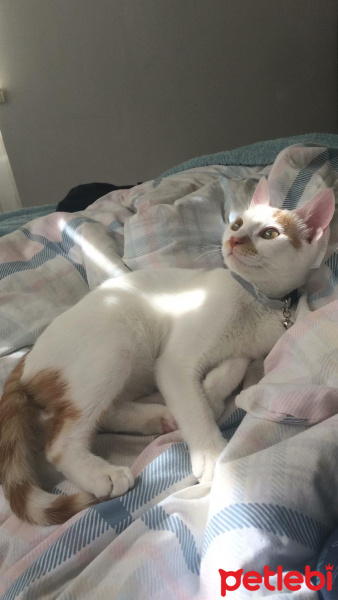 Tekir Kedi, Kedi  5 aylık uysal bebek için acil yuva fotoğrafı