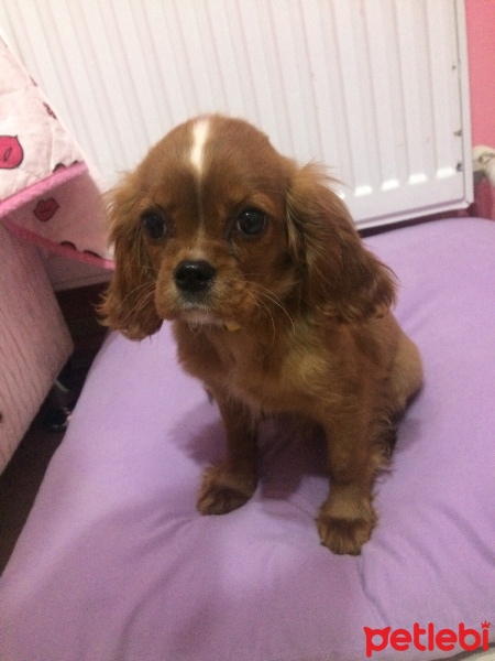 Amerikan Cocker Spaniel, Köpek  Bomonti fotoğrafı