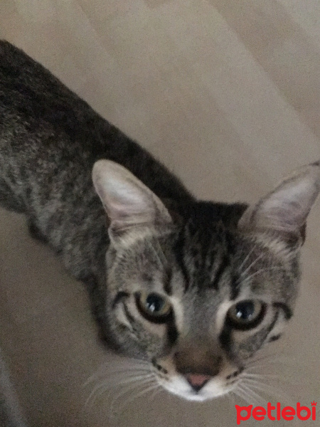 Tekir Kedi, Kedi  Bonbon fotoğrafı
