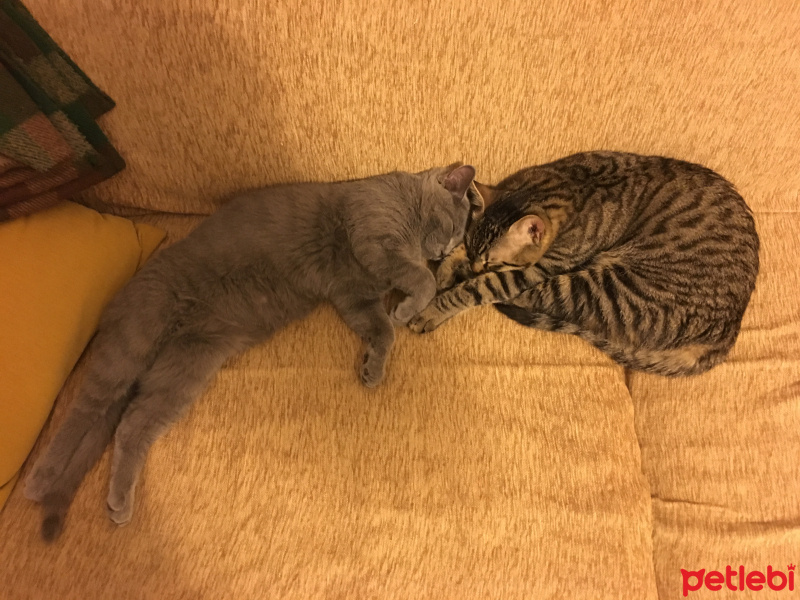 Tekir Kedi, Kedi  Bonbon fotoğrafı