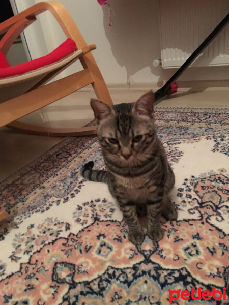 Tekir Kedi, Kedi  Bonbon fotoğrafı