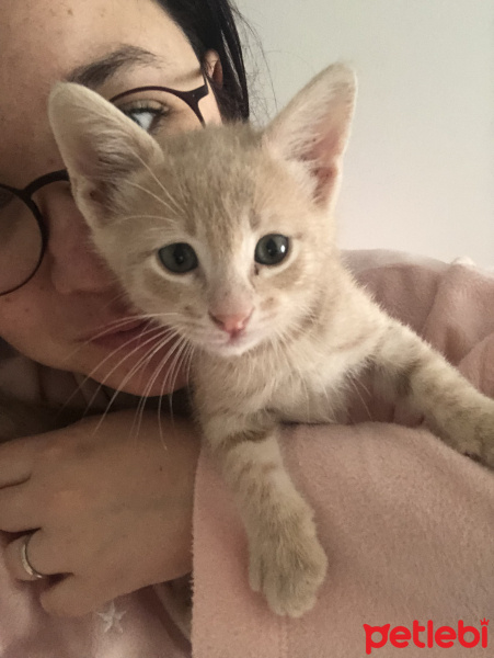 Sarman, Kedi  Latte fotoğrafı