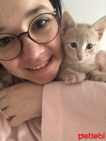 Sarman, Kedi  Latte fotoğrafı