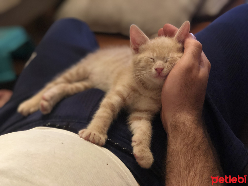 Sarman, Kedi  Latte fotoğrafı
