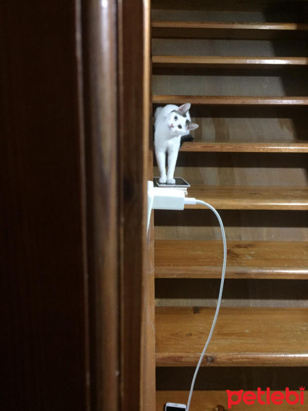 Van Kedisi, Kedi  Vanlı Mini fotoğrafı