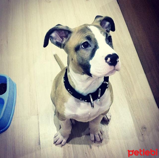 Amerikan Staffordshire Terrier, Köpek  Paşa fotoğrafı