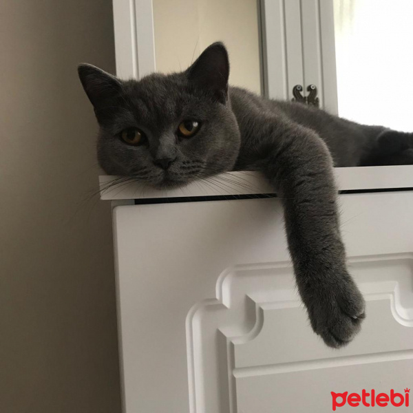 Scottish Fold, Kedi  Jülide fotoğrafı