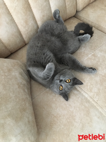 Scottish Fold, Kedi  Jülide fotoğrafı