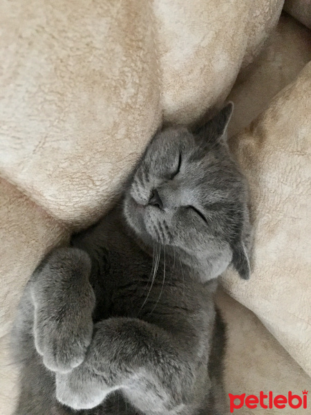 Scottish Fold, Kedi  Jülide fotoğrafı