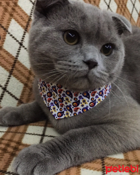 Scottish Fold, Kedi  Haydar fotoğrafı