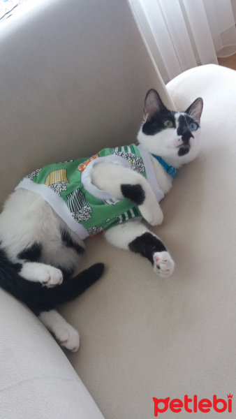 Van Kedisi, Kedi  leo fotoğrafı