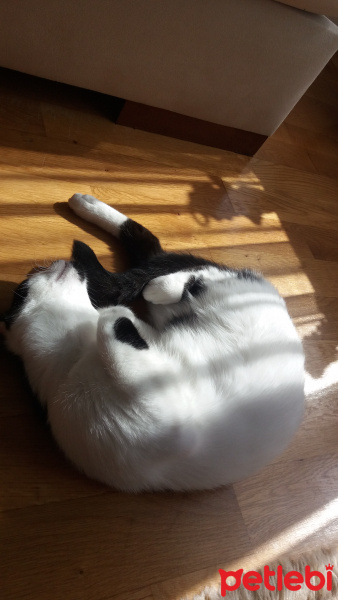 Van Kedisi, Kedi  leo fotoğrafı