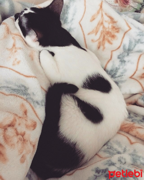 Van Kedisi, Kedi  leo fotoğrafı