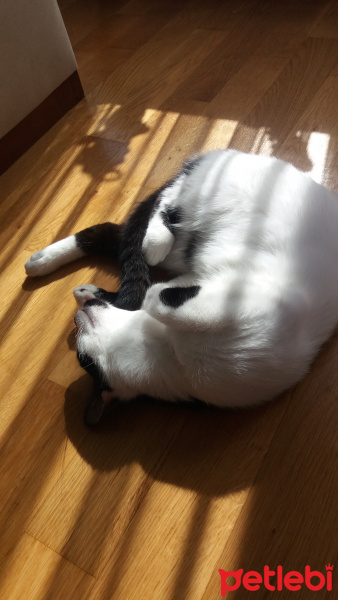 Van Kedisi, Kedi  leo fotoğrafı