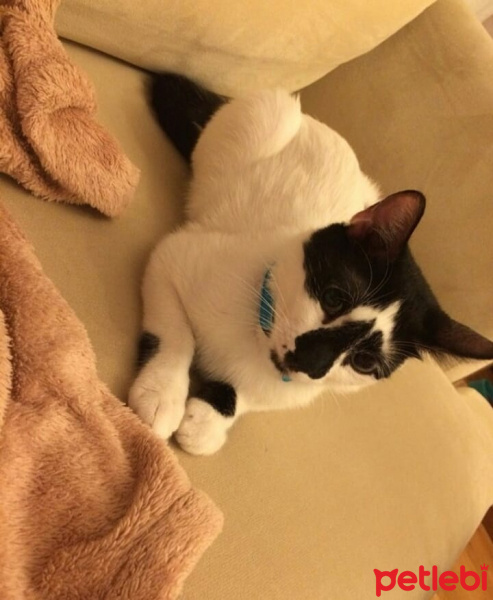 Van Kedisi, Kedi  leo fotoğrafı