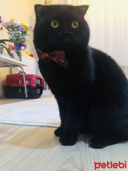 Scottish Fold, Kedi  BOB fotoğrafı