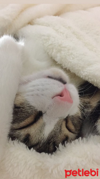 Tekir Kedi, Kedi  Rüzgar fotoğrafı