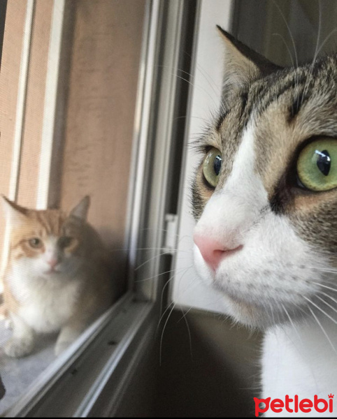 Tekir Kedi, Kedi  Rüzgar fotoğrafı