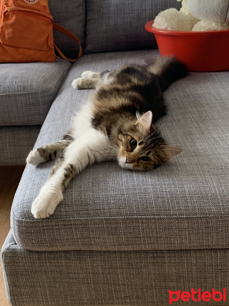 Tekir Kedi, Kedi  Melin fotoğrafı