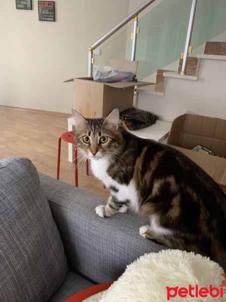 Tekir Kedi, Kedi  Melin fotoğrafı