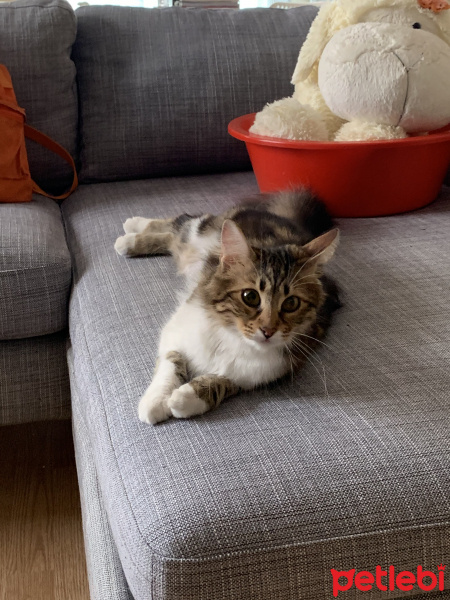 Tekir Kedi, Kedi  Melin fotoğrafı