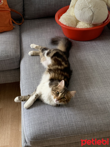 Tekir Kedi, Kedi  Melin fotoğrafı