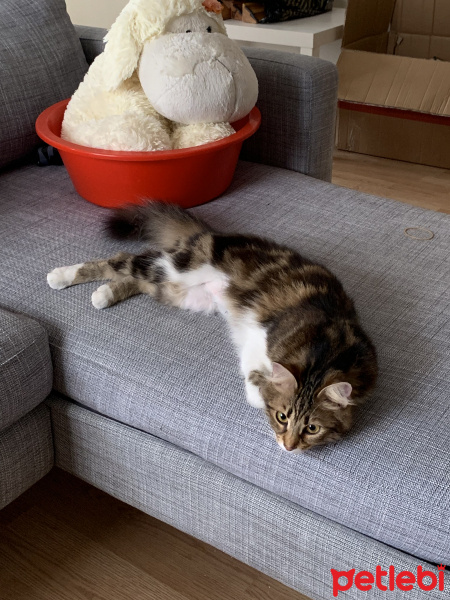Tekir Kedi, Kedi  Melin fotoğrafı