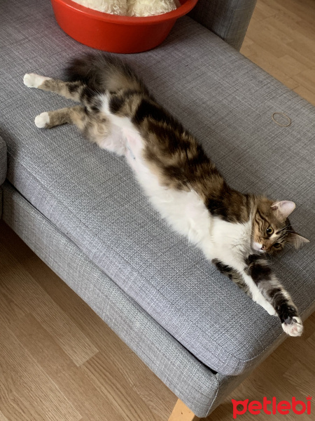 Tekir Kedi, Kedi  Melin fotoğrafı