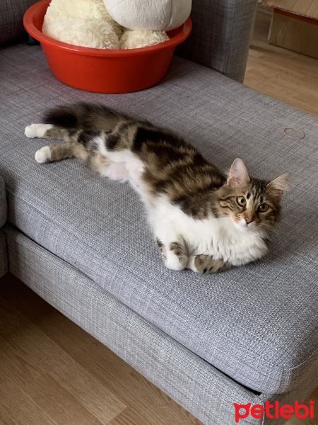 Tekir Kedi, Kedi  Melin fotoğrafı