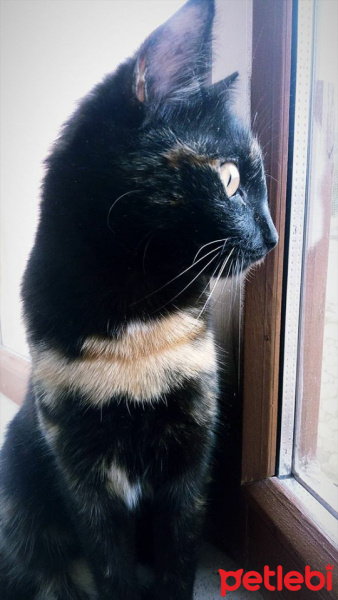 Bombay, Kedi  Zeytin fotoğrafı