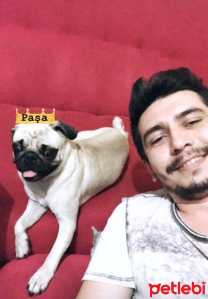 Pug, Köpek  paşa fotoğrafı