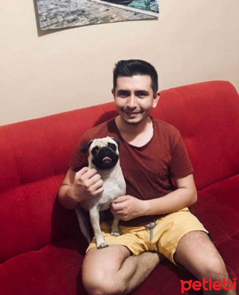 Pug, Köpek  paşa fotoğrafı