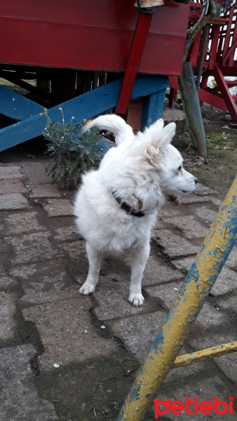 Amerikan Eskimo, Köpek  Hera fotoğrafı