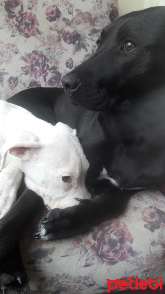 Dogo Arjantin, Köpek  Mona fotoğrafı
