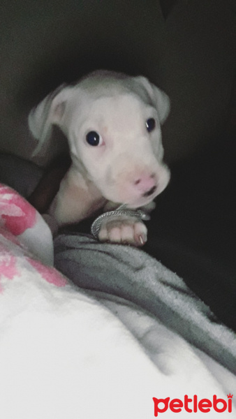 Dogo Arjantin, Köpek  Mona fotoğrafı