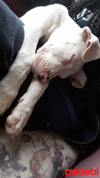 Dogo Arjantin, Köpek  Mona fotoğrafı