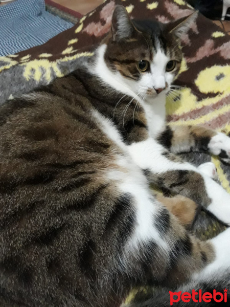 Soke, Kedi  minik fotoğrafı