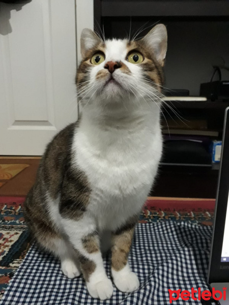 Soke, Kedi  minik fotoğrafı