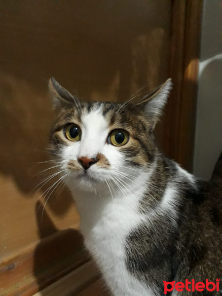 Soke, Kedi  minik fotoğrafı
