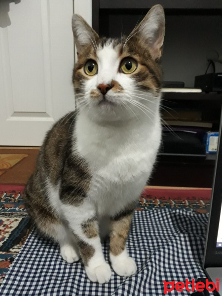 Soke, Kedi  minik fotoğrafı