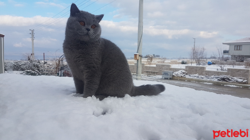 British Shorthair, Kedi  Hera fotoğrafı