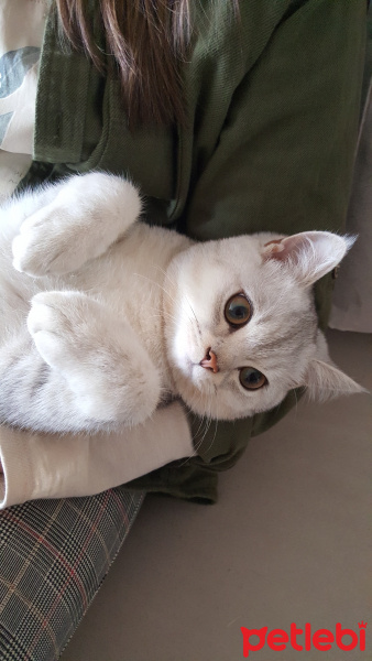 British Shorthair, Kedi  Leo fotoğrafı